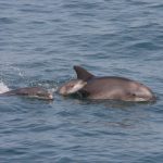 Rare Three-Generation Dolphin Sighting Documented off Tel Aviv Coast