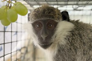Monkey Business in Ramla Ends in Capture at Cement Factory