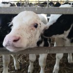 Cows Can’t Keep Cool: Climate Change Reduces Milk Yields Worldwide