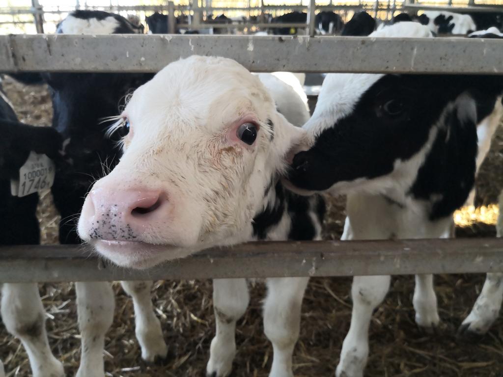 Cows Can’t Keep Cool: Climate Change Reduces Milk Yields Worldwide