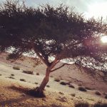 Ancient Negev Wine Industry Offers Warning for Modern Climate Challenges