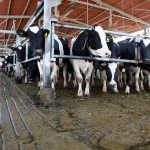 Israeli Students Develop AI That Detects Pain in Cows Better Than Vets