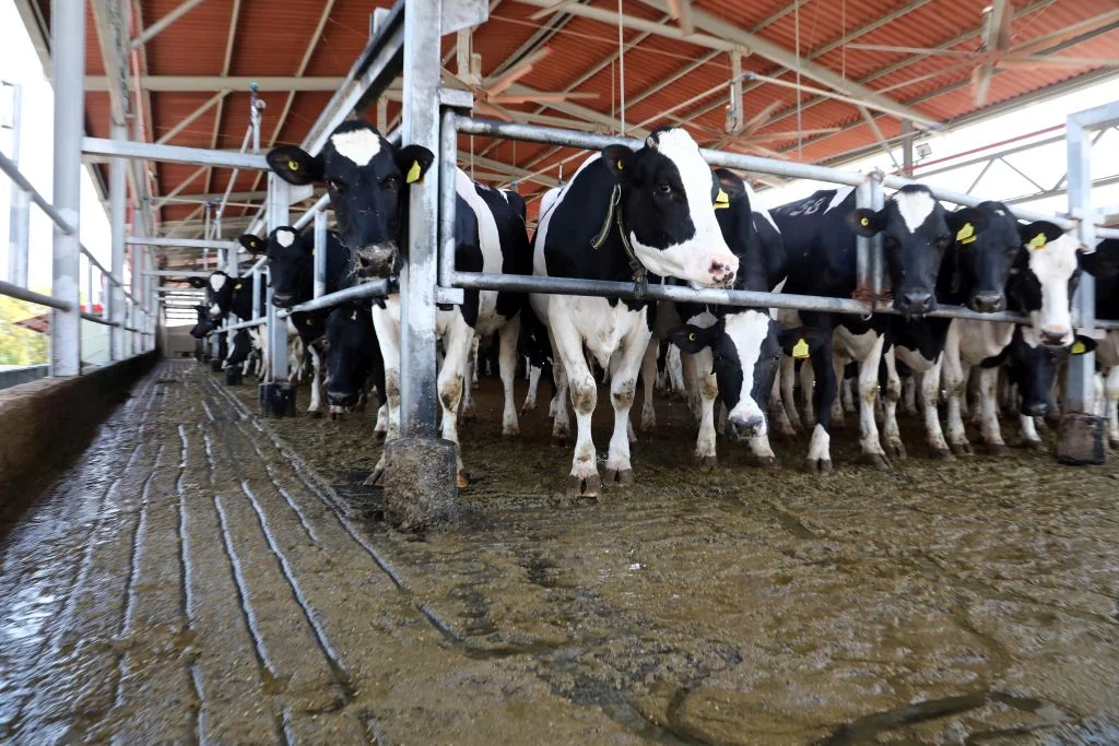 Israeli Students Develop AI That Detects Pain in Cows Better Than Vets