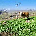 Powerful Peptide Pairing Combats Livestock Infections, Say Israeli Scientists