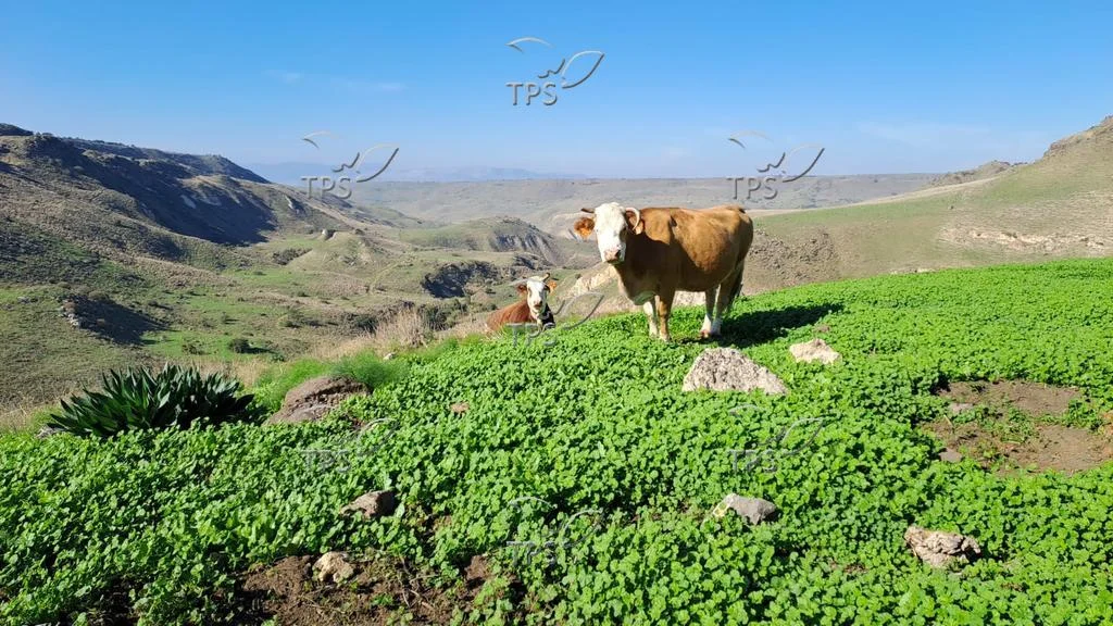 Powerful Peptide Pairing Combats Livestock Infections, Say Israeli Scientists