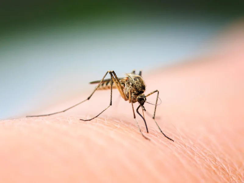 Ministry of Environmental Protection and Ministry of Health Update on the Capture of Mosquitoes Infected with West Nile Virus in Ofakim