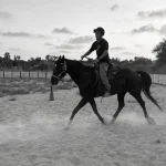 Лошадь откликается на ваше сердце и исцеляет раненых солдат