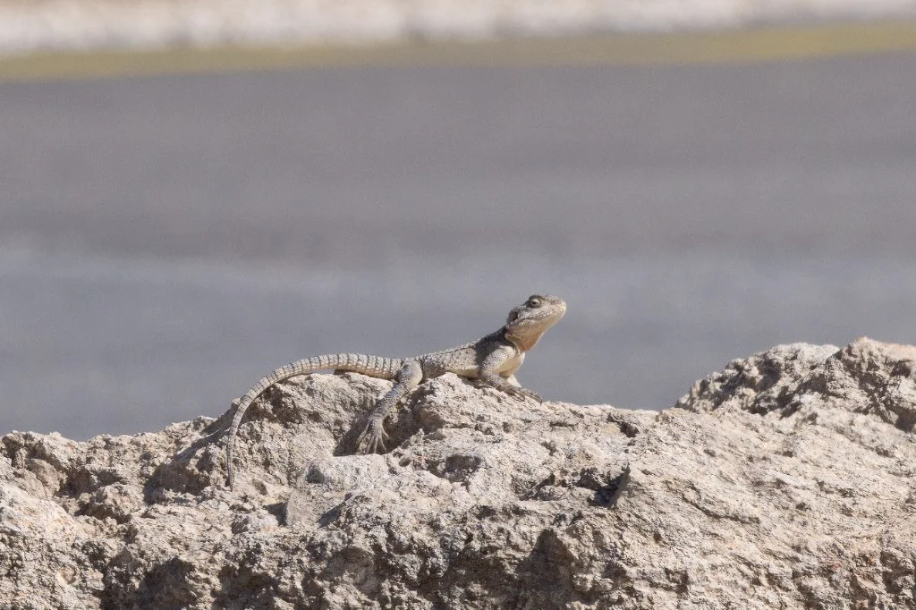 В Израиле обнаружено тревожное снижение численности рептилий по данным ‘Красной книги