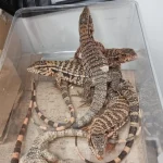 Man Caught With 186 Exotic Animals Stuffed in His Suitcase