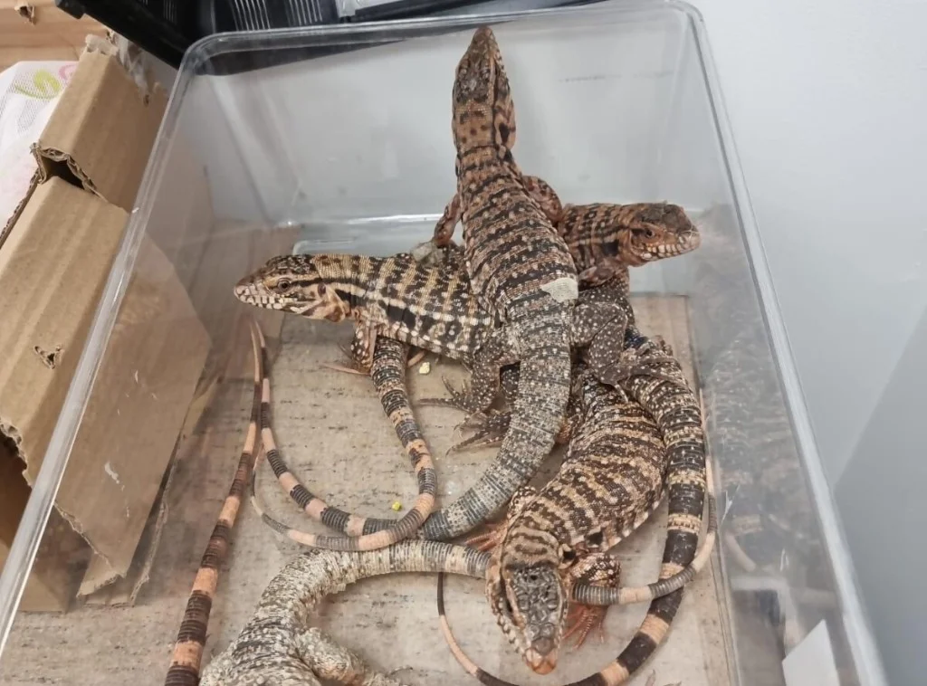 Мужчина задержан с 186 экзотическими животными, спрятанными в его чемодане