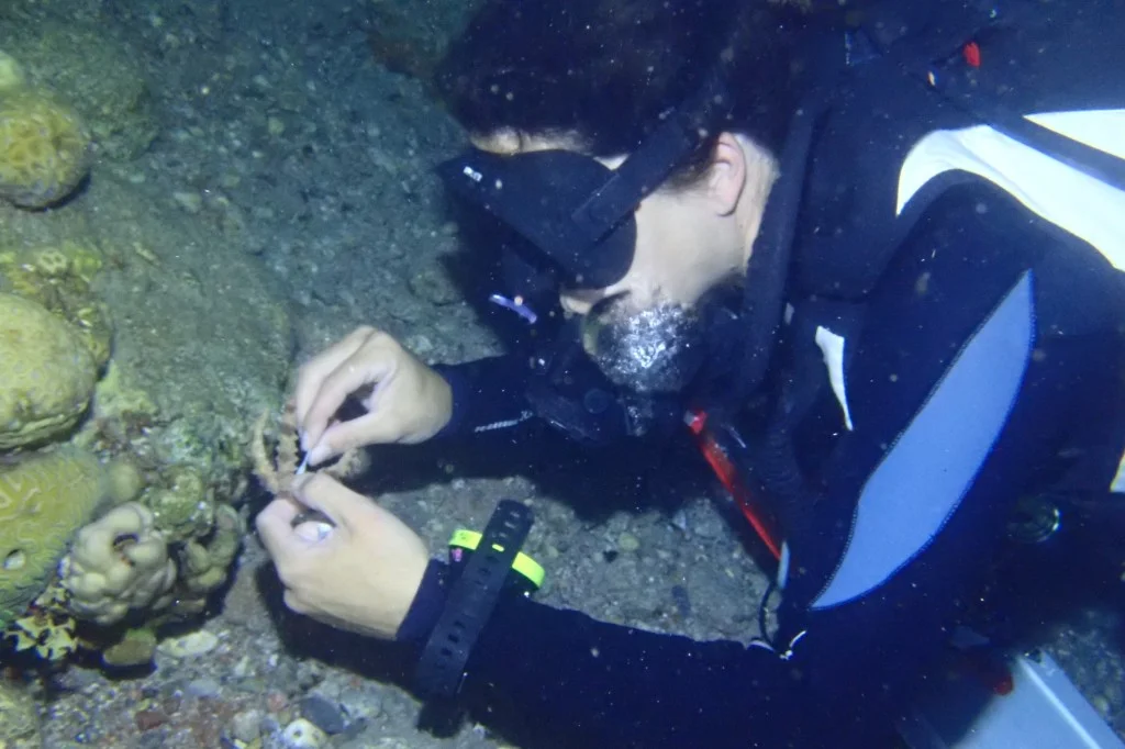 Pioneering Test Monitors Sea Urchins as Die-Offs Threaten Coral Reefs Worldwide