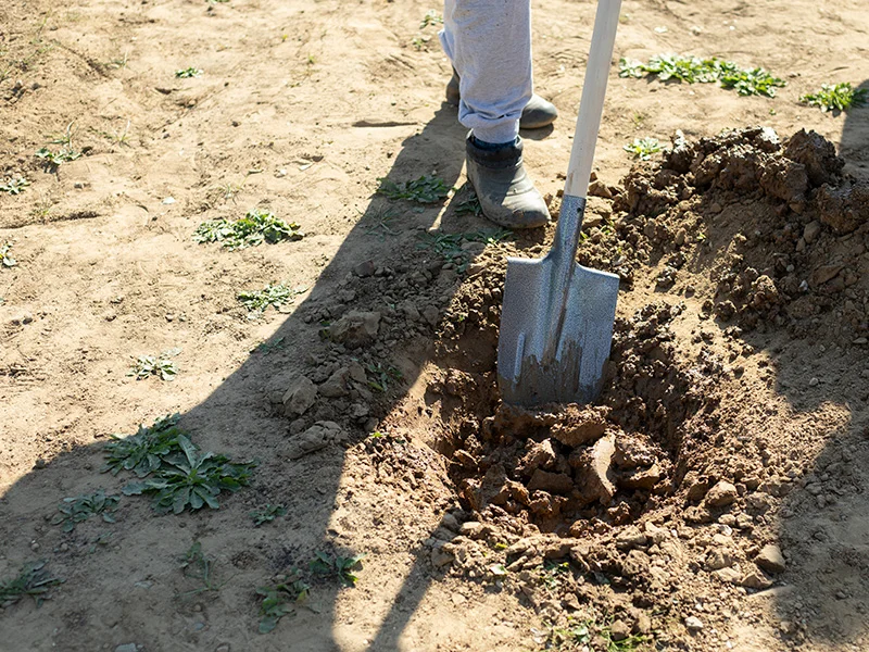 15 миллионов шекелей на продвижение озеленения и посадки деревьев в местных органах власти арабского сектора