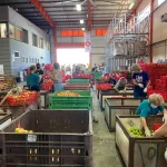 leket-israel-and-bdo-decade-report-211-billion-went-to-waste-4 | Israel.fm |