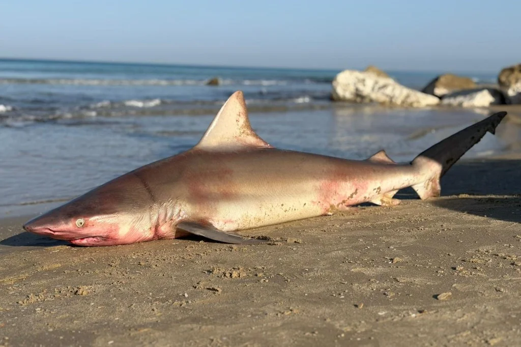 Pregnant Blacktip Shark Found Dead on Israeli Beach, Likely Caught in Net