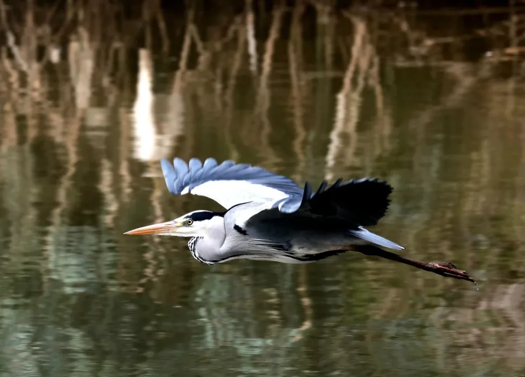 160-Million-Year-Old Feathers Prompt Rethink of Flight’s Origins