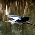 Перья возрастом 160 миллионов лет заставляют пересмотреть происхождение полета Перья возрастом 160 миллионов лет, обнаруженные в Китае, могут изменить представление ученых о том, как появились первые летающие животные. Находка, сделанная в провинции Ляонин, включает в себя хорошо сохранившиеся перья, которые, как полагают, принадлежали динозавру, жившему около 160 миллионов лет назад. Это делает их самыми древними перьями, когда-либо найденными, и они старше, чем самые ранние известные окаменелости птиц. Исследователи, опубликовавшие свои выводы в журнале Nature, заявили, что перья имеют структуру, схожую с перьями современных птиц, что предполагает, что они могли использоваться для полета. «Это открытие имеет огромное значение для нашего понимания эволюции полета», — сказал доктор Ченг Си, ведущий автор исследования. «Оно предполагает, что перья, возможно, развились задолго до появления птиц, и что динозавры могли использовать их для различных целей, включая полет». Открытие может также пролить свет на то, как развивались первые летающие животные. До сих пор считалось, что птицы произошли от динозавров, но это открытие предполагает, что полет мог развиться независимо у нескольких групп динозавров. «Это меняет всю картину», — сказал доктор Си. «Мы должны пересмотреть наши представления о том, как появились первые летающие животные». Исследователи планируют провести дальнейшие исследования перьев, чтобы узнать больше об их структуре и функции. Они также надеются найти больше окаменелостей, которые могут пролить свет на эволюцию полета.