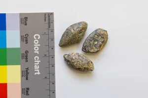 Premières preuves matérielles de la bataille de Juda Maccabée découvertes près de Jérusalem