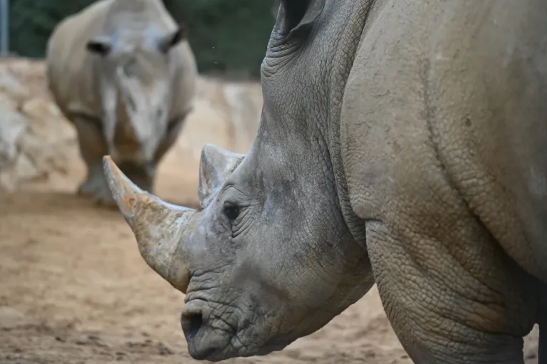 Nearly 8,000 Animal Species Could Go Extinct This Century, Study Warns