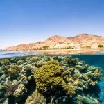 Global Sea Urchin Die-Offs Threaten Coral Reefs, Study Warns