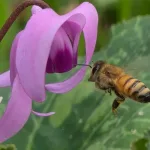 Помощь пчелам может обернуться против нас: цветы могут распространять вирусы, предупреждают ученые