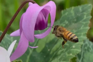 Aider les abeilles pourrait se retourner contre nous : les fleurs risquent de propager des virus, préviennent des scientifiques