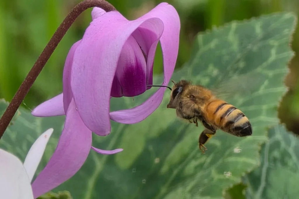 Helping Bees Could Backfire: Flowers May Spread Viruses, Scientists Warn