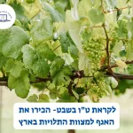 عيد الأشجار: قسم وصايا الأرض في الحاخامية الإسرائيلية