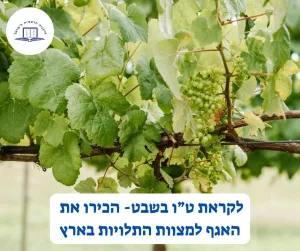 عيد الأشجار: قسم وصايا الأرض في الحاخامية الإسرائيلية