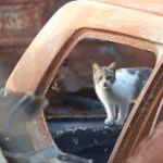 Israeli AI That Studies Cats Could One Day Help Decode Human Behavior