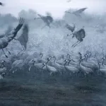 Photo Essay: The Hula Valley ‘Bird Paradise’