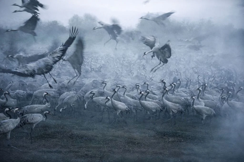 Photo Essay: The Hula Valley ‘Bird Paradise’