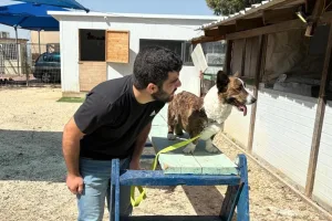 Тихий корги помог ветерану исцелиться