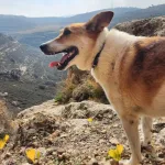 Canine Obesity Linked to Blindness Potential Risk, Scientists Warn