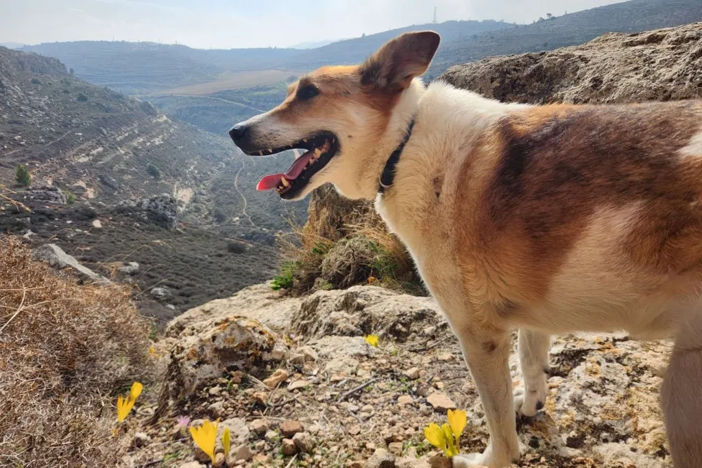 Agham: Katalinuhan ng Aso: Obesidad, Panganib sa Pagkabulag Ayon sa Siyentipiko