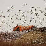 مناقصة تحويل النفايات إلى طاقة: فوز تحالف “شابير-بلوجون-ديكل