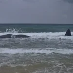 Whale Carcass Found on Southern Israel Beach, Raising Conservation Concerns