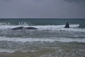 На пляже в южном Израиле найдена туша кита, что вызывает обеспокоенность по поводу сохранения природы