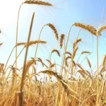 Ancient Plant DNA Switches Offer New Tools for Crop Breeding