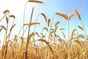 Ancient Plant DNA Switches Offer New Tools for Crop Breeding