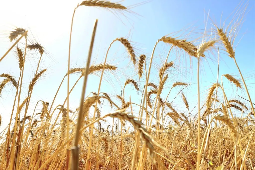 الحمض النووي القديم للنباتات يقدم أدوات جديدة لتطوير المحاصيل