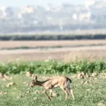 بحث إسرائيلي-أمريكي قد يساعد دعاة الحفاظ على البيئة في منع الانهيار الجيني للحياة البرية