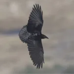 Dead Sea Ravens Reveal Personality-Driven Survival Gap
