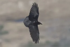 Dead Sea Ravens Reveal Personality-Driven Survival Gap