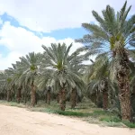 Future Crops May Rely On Airborne Dust For Nutrients, Scientists Say