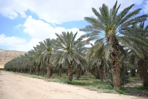 Future Crops May Rely On Airborne Dust For Nutrients, Scientists Say