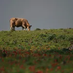 Israel Approves $334 Million Growth Plan For Golan Heights