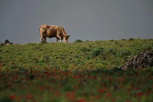 Israel Approves $334 Million Growth Plan For Golan Heights
