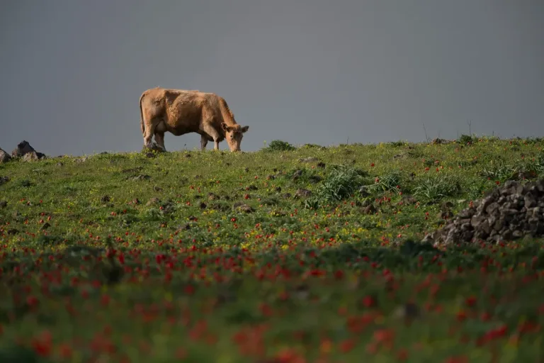 Israel Approves $334 Million Growth Plan For Golan Heights