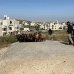 Sheep Theft Sparks Israeli-Palestinian Tensions