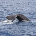 Rare Whale Encounter Off Israeli Coast Cut Short by Missile Threat